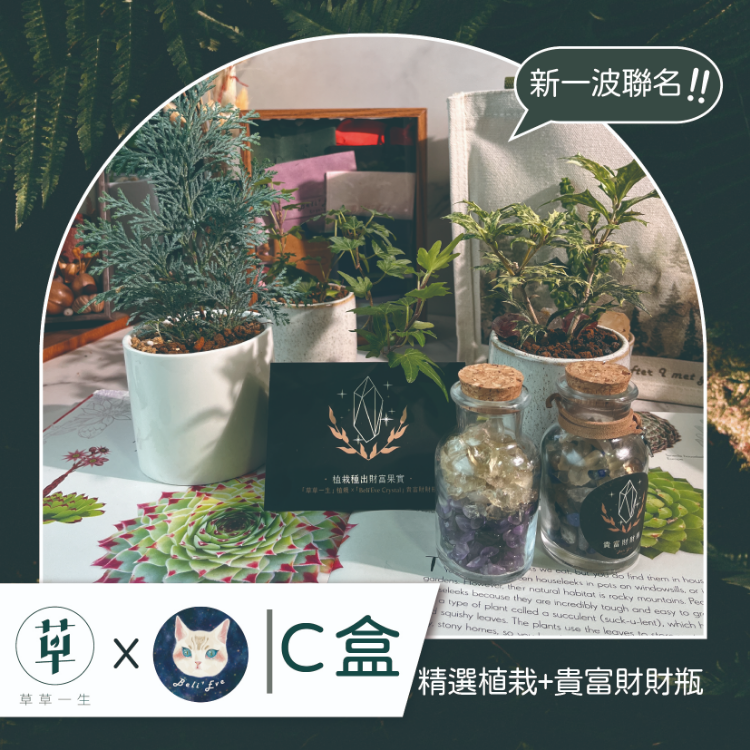 療癒寶石盒-植栽C盒 與植栽界有名#草草一生 合作